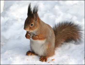 Ekorren (Sciurus vulgaris) är aktiv även under vintern