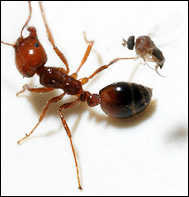 Eldmyra (Solenopsis) och parasitfluga