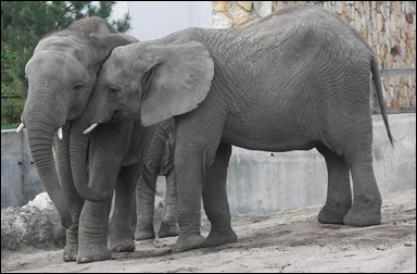 Afrikanska elefanter