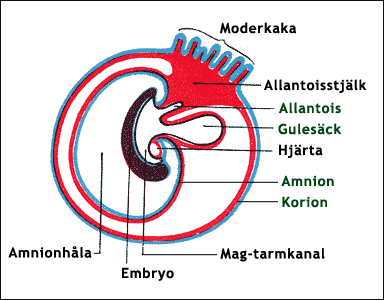 Tidigt människoembryo