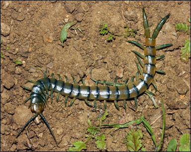 Enkelfoting (Chilopoda)