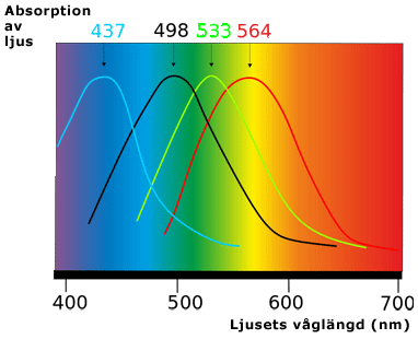 Stavarnas och tapparnas färgkänslighet