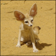 Fennek (Fennecus zerda)
