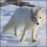 Fjällräv (Alopex lagopus)