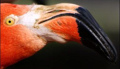 Flamingons näbb