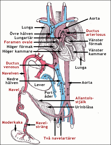 Blodomloppet hos ett foster