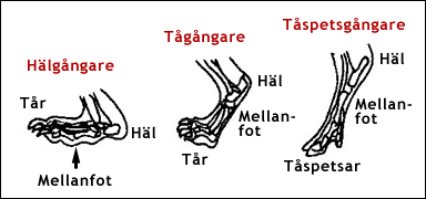 Hälgångare, tågångare och tåspetsgångare