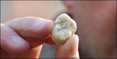 Kindtand av jätteapan Gigantopithecus