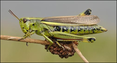 Gräshoppan Mecostethus grossus