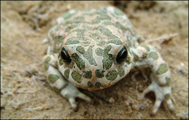 Den grönfläckiga paddan, Pseudepidalea viridis