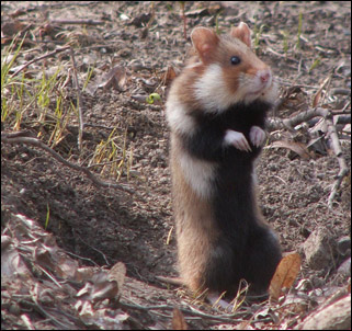 Europeisk hamster (Cricetus cricetus)