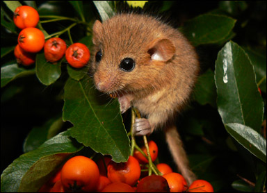 En hasselmus (Muscardinus avellanarius)