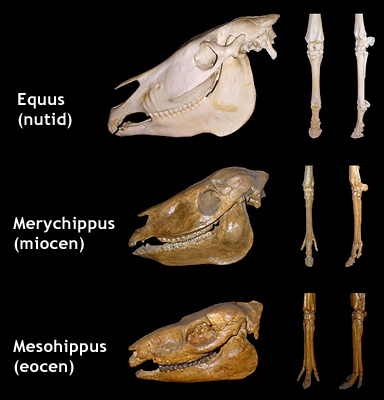 Hästens evolution