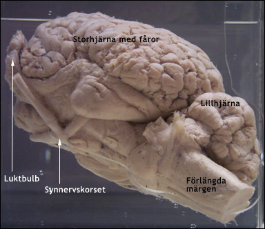 Hästens hjärna