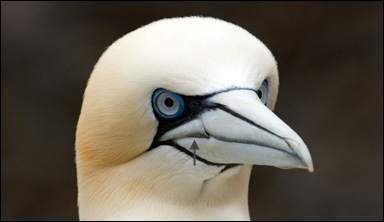 Huvudet på en havssula (Morus bassanus)