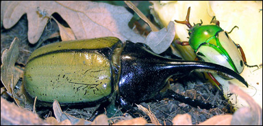 Herkulesbagge (Dynastes hercules), en av världens största insekter