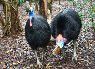 Två hjälmkasuarer (Casuarius casuarius), nu levande dinosaurier