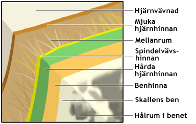 De tre hjärnhinnorna