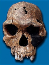Människoarten Homo habilis
