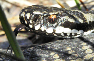 Huggorm (Vipera berus)