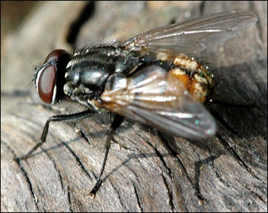 En husfluga (Musca domestica)