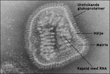 Influensavirus