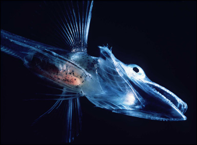 Larv av isfisk