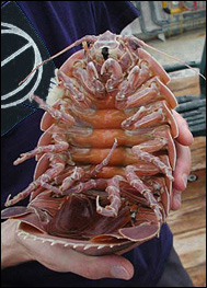 Jättegråsuggan Bathynomus giganteus