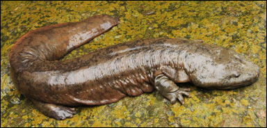 Japansk jättesalamander (Andrias davidianus)
