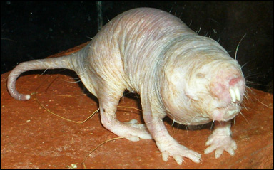 Kalråtta (Heterocephalus glaber)