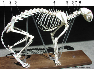 Skelett av katt