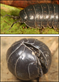 Klotgråsuggan Armadillidium vulgare