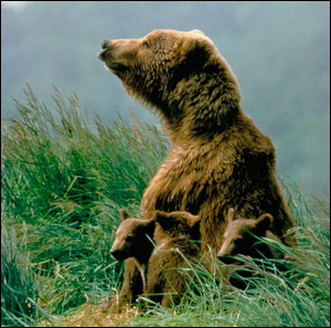 Kodiakbjörn med ungar