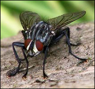 Köttflugan (familjen Sarcophagidae) är en källa till likmaskar Köttflugan (familjen Sarcophagidae) är en källa till likmaskar