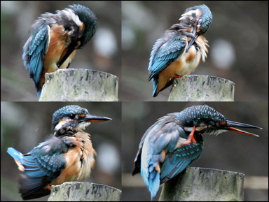 En kungsfiskare (Alcedo atthis) putsar fjäderdräkten