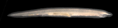 Lansettfisk