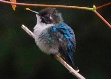 Bikolibrin (Mellisuga helenae)