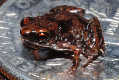 Grodan Paedophryne amauensis