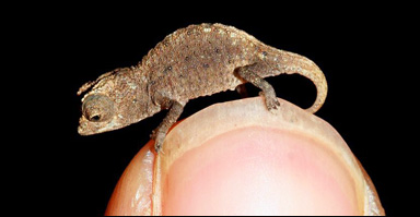 Dvärgkameleonten Brookesia micra