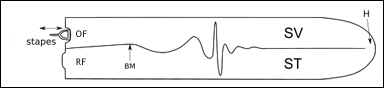 Schematisk bild av den vandrande ljuvågen längs med basilarmembranet