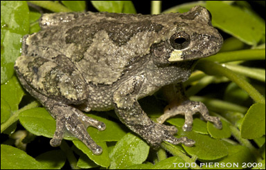 Den amerikanska färgväxlande lövgrodan (Hyla versicolor) tål även den is i vävnaderna