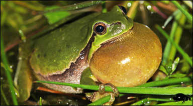 Lövgroda (Hyla arborea)