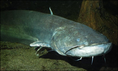 Mal (Silurus glanis)