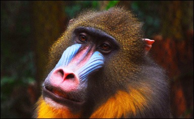 Mandrill (Mandrillus sphinx)