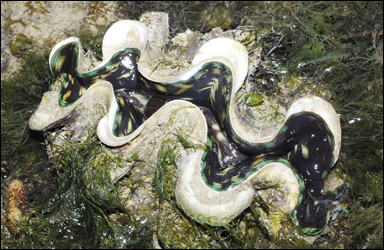 Jättemusslan Tridacna squamosa