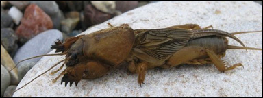 Mullvadssyrsa (Gryllotalpa gryllotalpa)