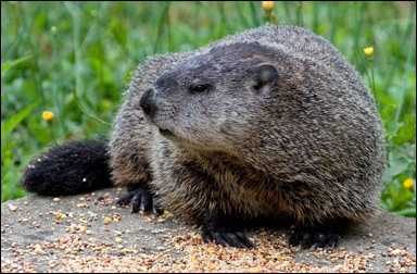 Skogsmurmeldjur (Marmota monax)