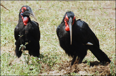 Den sydliga marknäshornsfågeln (Bucorvus leadbeateri)