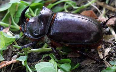 Noshornsbaggen Oryctes nasicornis
