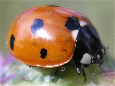 Sjuprickig nyckelpiga (Coccinella septempunctata)